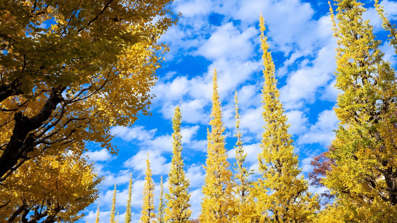 Tokyo Turns Gold and Where to See Autumn Leaves in 2026